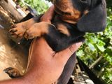 Dachshund Puppies