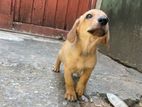 Dachshund Puppies