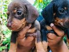 Dachshund Puppies