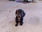 Dachshund Puppies