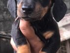 Dachshund Puppies