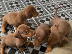 Dachshund Puppies