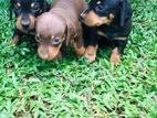 Dachshund Puppies
