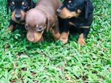 Dachshund Puppies