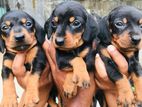 Dachshund Puppies
