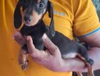 Dachshund Puppies