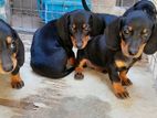 Dachshund Puppies