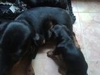 Dachshund puppies