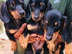 Dachshund Puppies