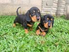 Dachshund Puppies