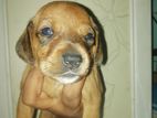 Dachshund Puppies