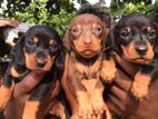 Dachshund Puppies