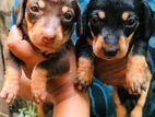 Dachshund Puppies