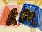 Dachshund Puppies