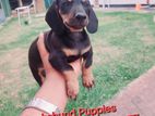 Dachshund Puppies