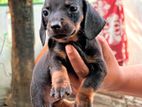 Dachshund Puppies