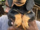 Dachshund Puppies