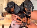 Dachshund Puppies