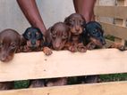 Dachshund Puppies
