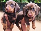 Dachshund Puppies