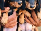 Dachshund Puppies