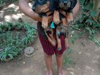 Dachshund Puppies