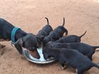 Dachshund puppies