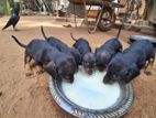 Dachshund puppies