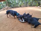 Dachshund puppies