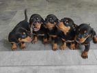 Dachshund Puppies