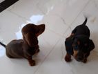 Dachshund Puppies