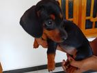 Dachshund Puppies