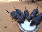 Dachshund Puppies