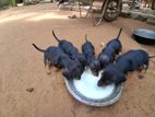 Dachshund puppies