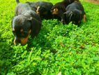 Dachshund Puppies