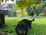 Dachshund Puppies