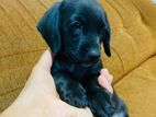 Dachshund Puppies