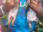 Dachshund Puppies