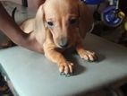 Dachshund Puppies