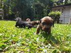 Dachshund Puppies