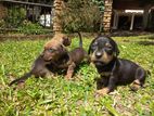 Dachshund Puppies