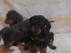 Dachshund Puppies