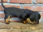 Dachshund Puppies