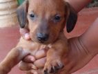 Dachshund Puppies