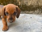 Dachshund Puppies