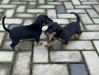 Dachshund Puppies