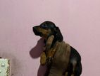 Dachshund Puppies