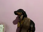 Dachshund Puppies