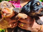 Dachshund Puppies