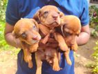 Dachshund Puppies